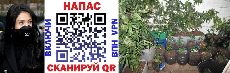 Канабис сатива  Жердевка 